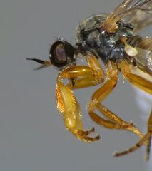 Hilarempis ochrozona