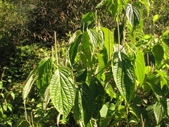 Piper pseudoasperifolium