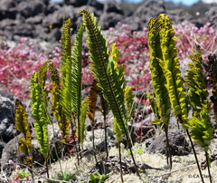 Polypodium pellucidum