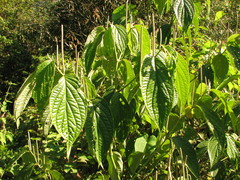 Piper pseudoasperifolium