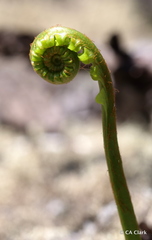 Polypodium pellucidum