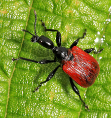 Apoderus jekelii
