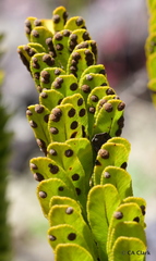 Polypodium pellucidum