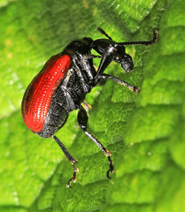 Apoderus jekelii
