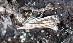 Eudonia venosa