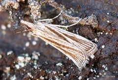 Eudonia venosa