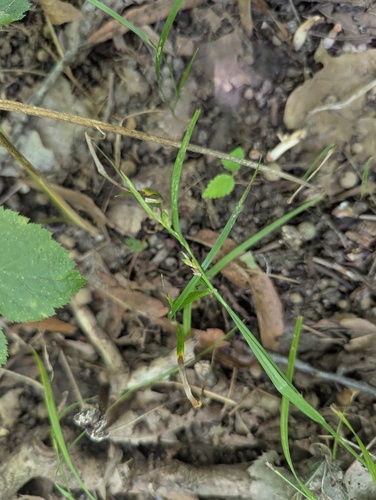 Eastern Few-fruit Sedge (Carex oligocarpa)