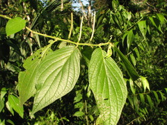 Piper pseudofuligineum