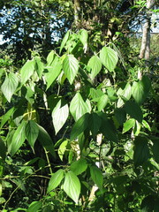 Piper pseudofuligineum