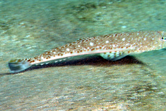 Platycephalus grandispinis