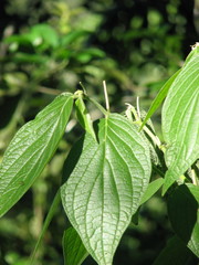 Piper pseudofuligineum