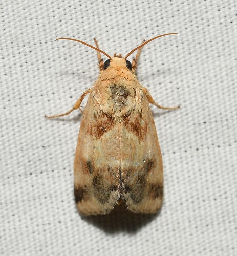 Lynx Flower Moth photo 2