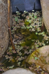 Pleurodema cinereum