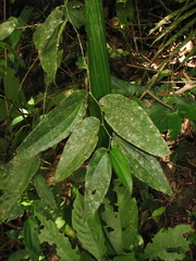 Piper pseudolindenii