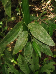 Piper pseudolindenii