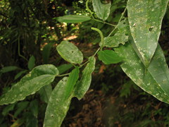 Piper pseudolindenii