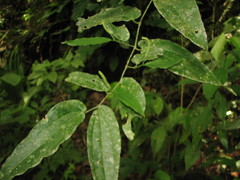 Piper pseudolindenii