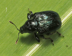 Euops lespedezae