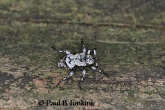 Leptostylus asperatus