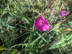 Malva triangulata (Malva triangulata)