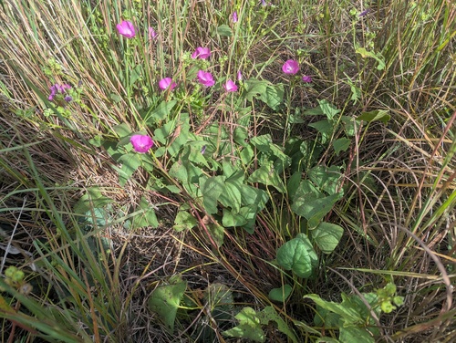 clustered poppymallow (Callirhoe triangulata)