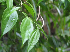 Piper psilorhachis