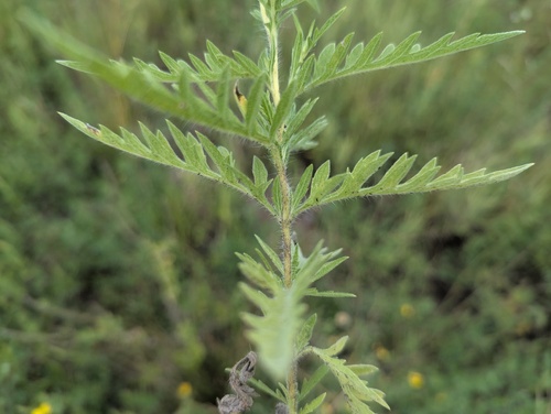 Ambrosia X intergradiens
