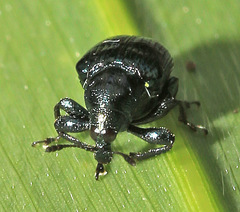 Euops lespedezae