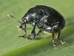 Euops lespedezae