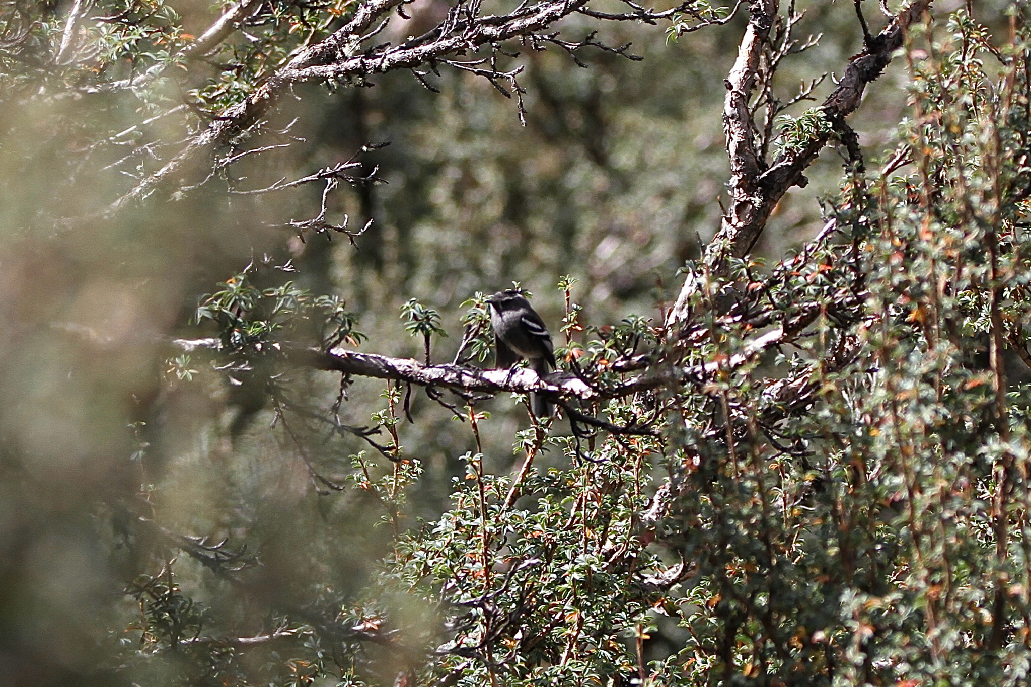 Ash-breasted Tit-Tyrant (Anairetes alpinus), photo 1