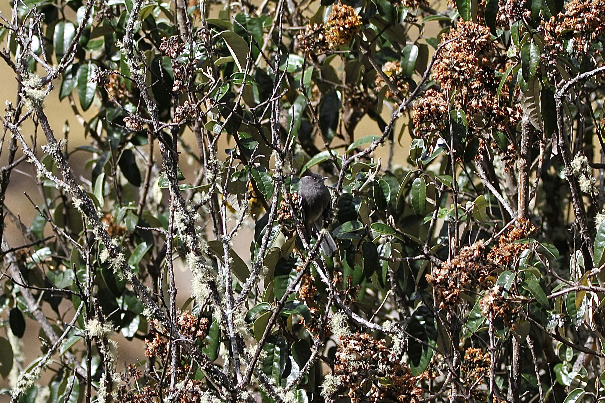 Ash-breasted Tit-Tyrant (Anairetes alpinus), photo 2
