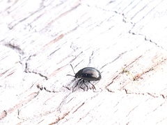 Chrysolina subsulcata