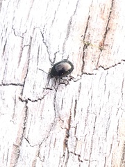 Chrysolina subsulcata