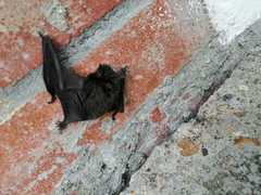 Myotis