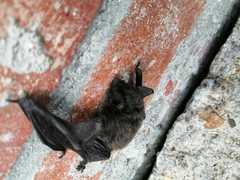 Myotis
