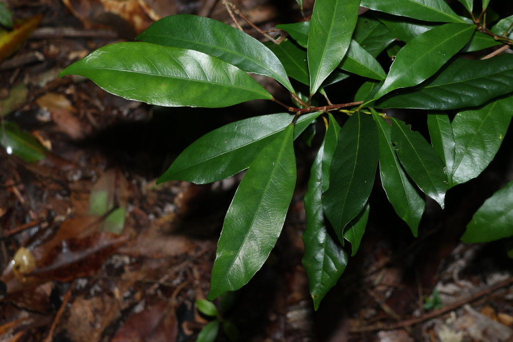 Elaeocarpus eumundi - council-listed tree