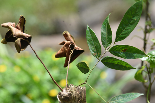 Archidendron bigeminum observed 2025-08-24
