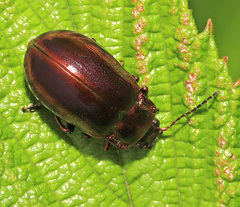 Chrysolina virgata