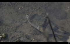 Marilyna pleurosticta