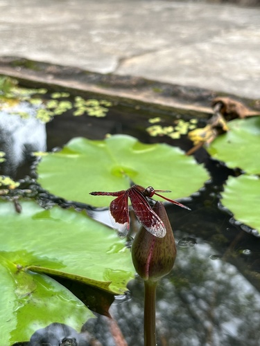 Red Percher