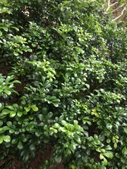 Aglaia odorata microphyllina