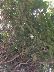 Syzygium aromaticum
