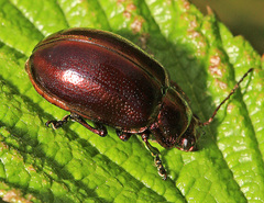 Chrysolina virgata