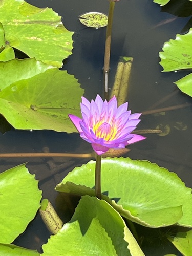 Day Waterlily