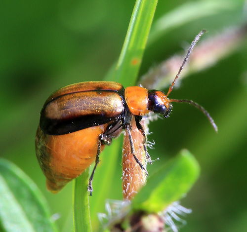 Atrachya menetriesii