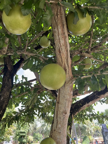 Calabash Tree
