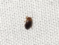 Bidessonotus