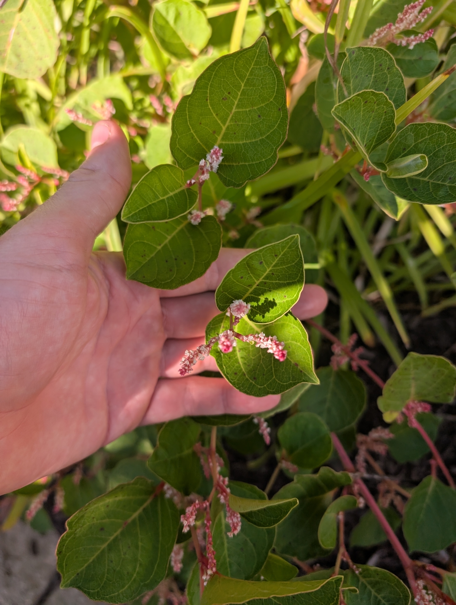 Dwarf Knotweed (Reynoutria compacta)