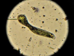 Euglena ehrenbergii