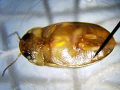 Bidessonotus